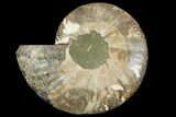 Cut & Polished Ammonite Fossil (Half) - Madagascar #158026-1